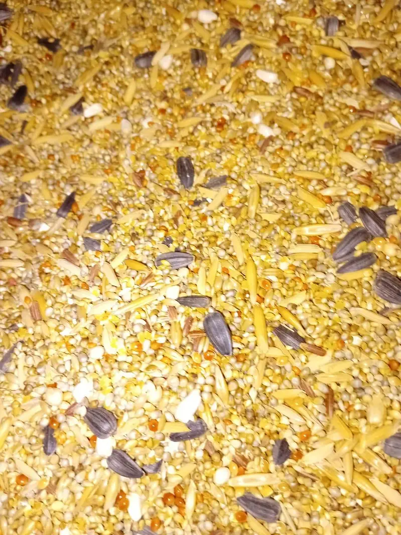 cocktail, lovebirds, budgies and mix seed of cocktai,lovebird and ring — photo 9