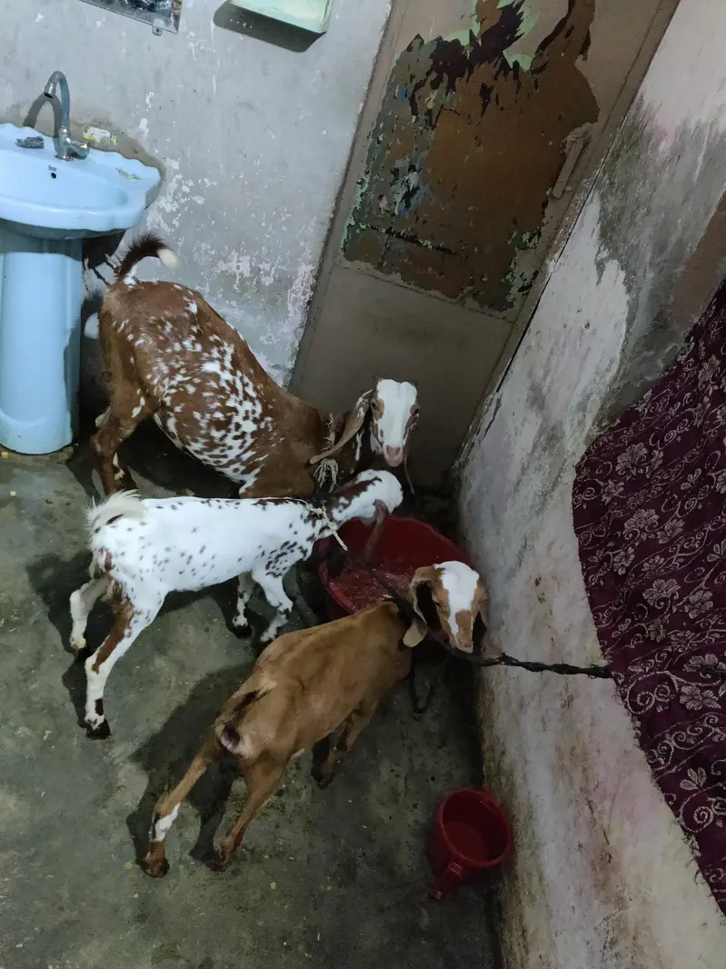 need money urgent sale — photo 4
