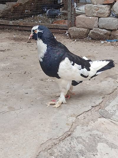 2pair and 2 Male sherazi