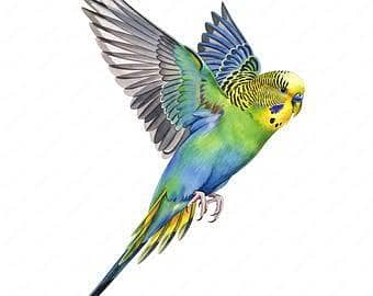 rainbow budgies. Available