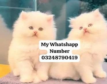 Persian baby cat 2 month age for sale