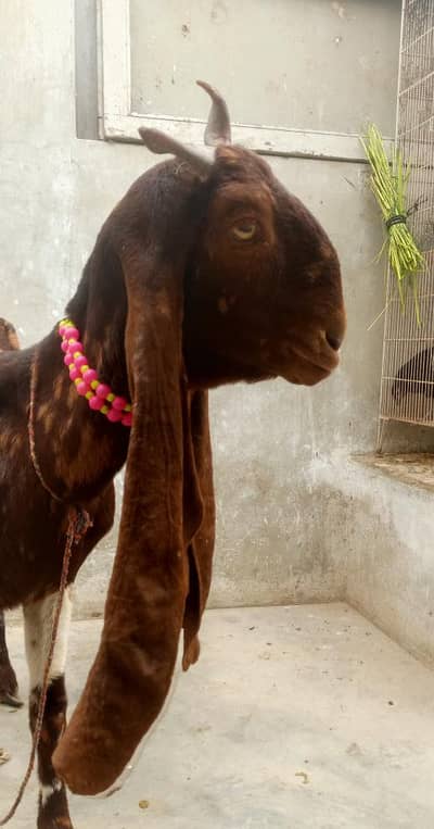 kamori breed female available