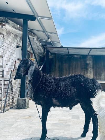 Black Kabli Dumba