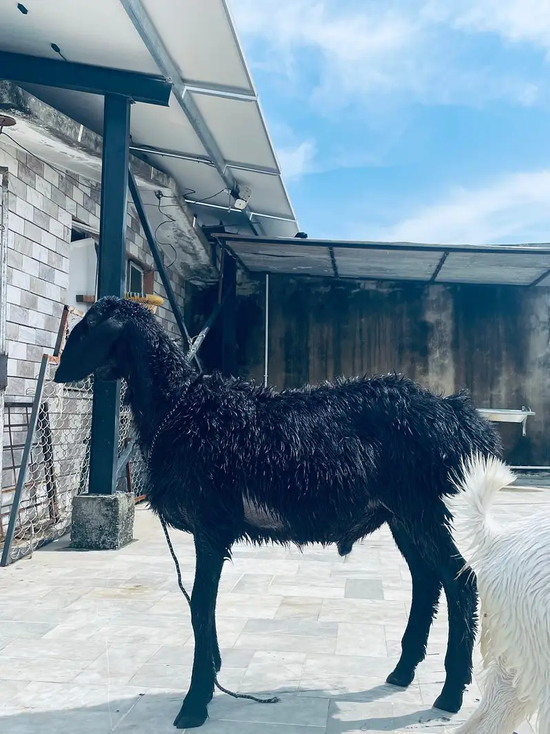 Black Kabli Dumba — photo 2