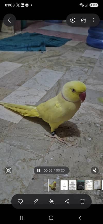 yellow ring neck face to face talking
