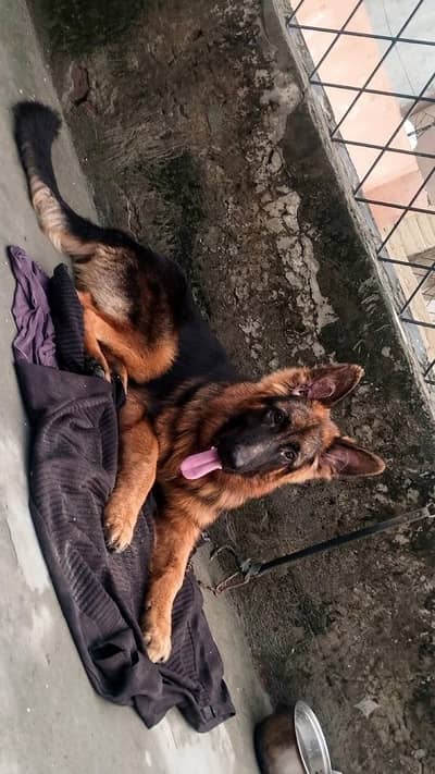 German shepherd male puppy for sale