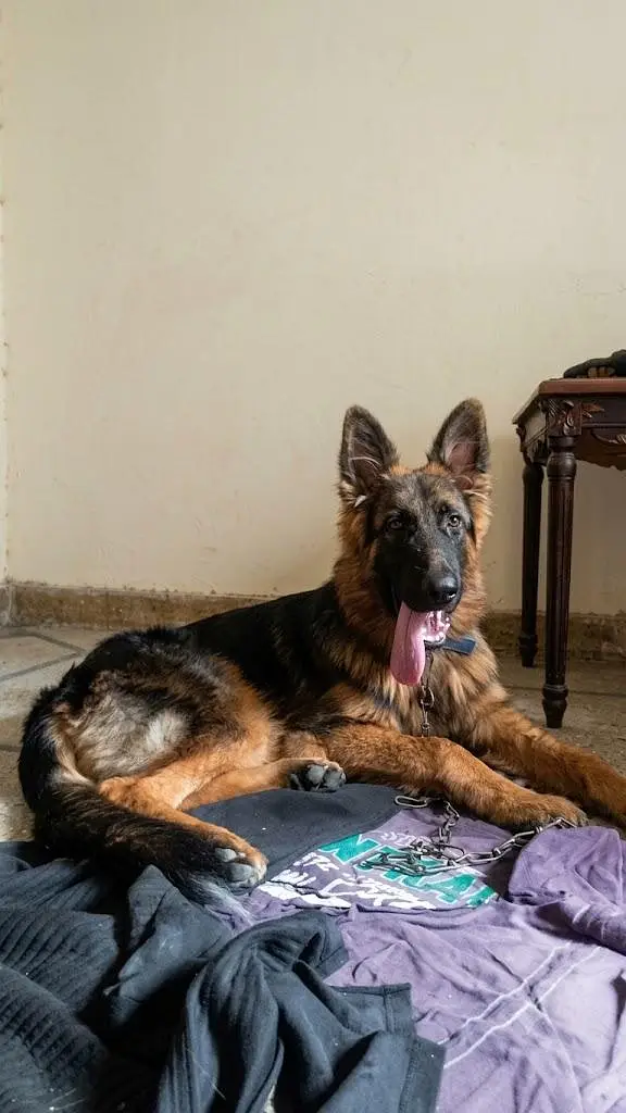 German shepherd male puppy for sale — photo 2