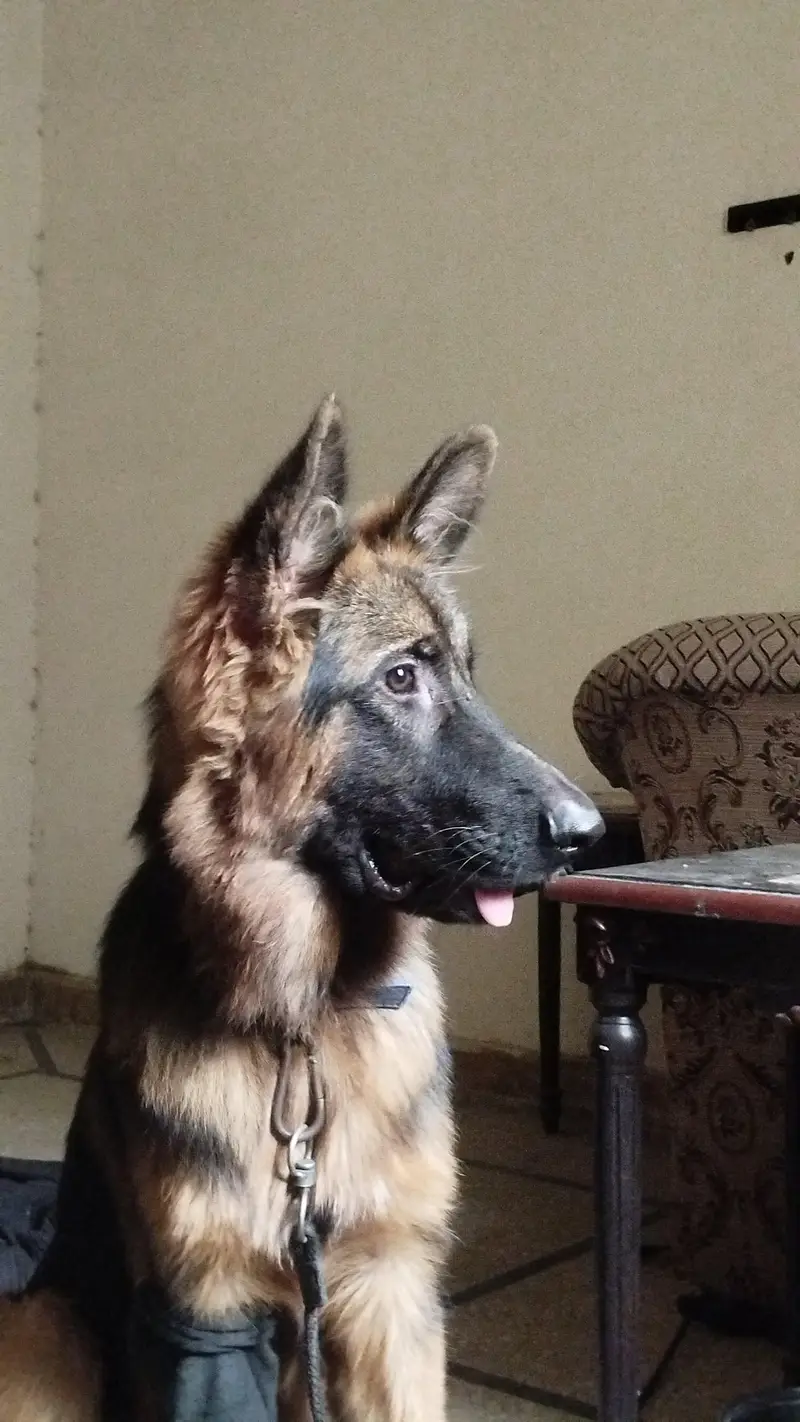 German shepherd male puppy for sale — photo 3