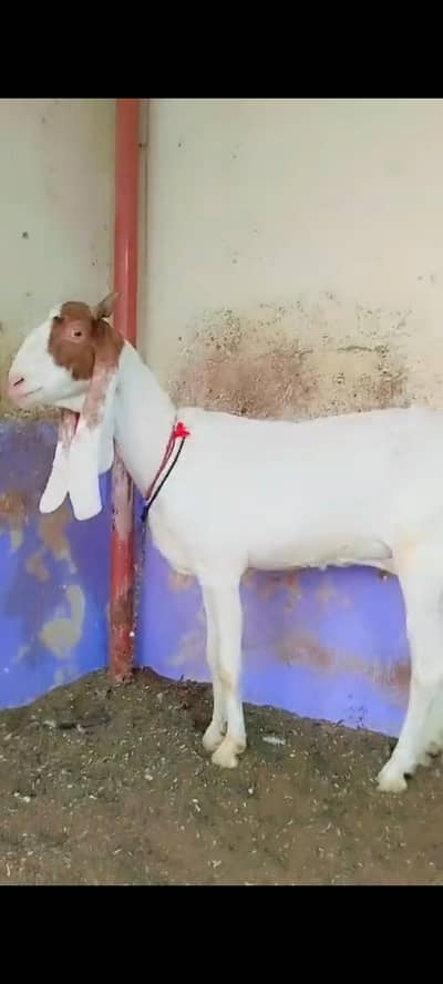 gulabi Jambo saez bakri