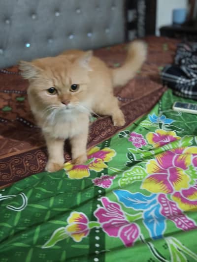punch face breedar cat triple cot hy