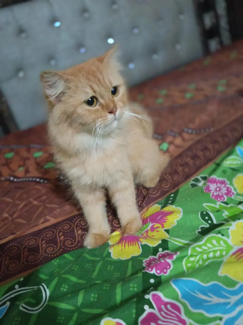 punch face breedar cat triple cot hy — photo 2