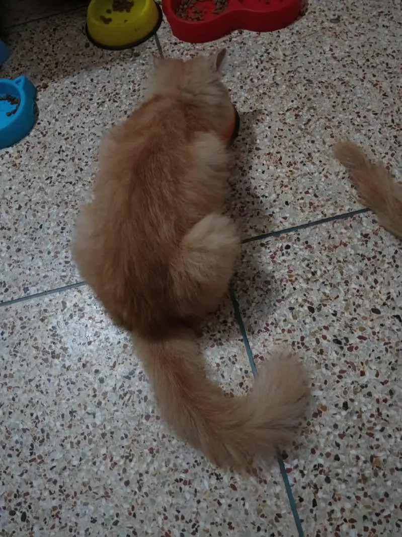 punch face breedar cat triple cot hy — photo 3