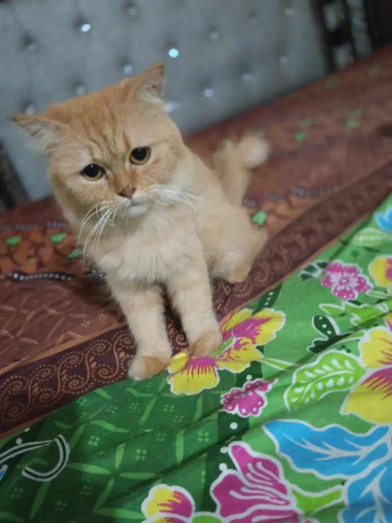 punch face breedar cat triple cot hy — photo 4