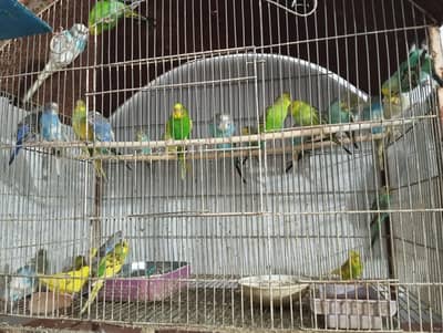 budgies for sale