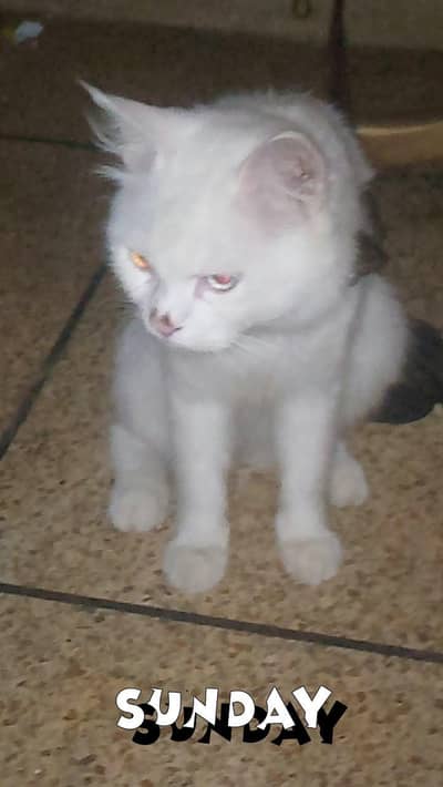 Persian Turkish angora male cat.