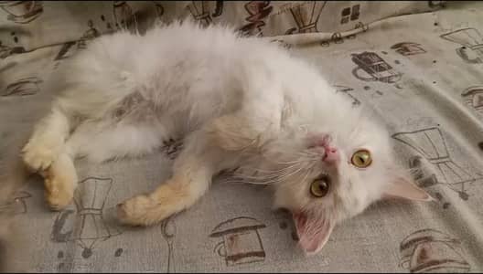 White Persian Kitten For Sale , Negotiable