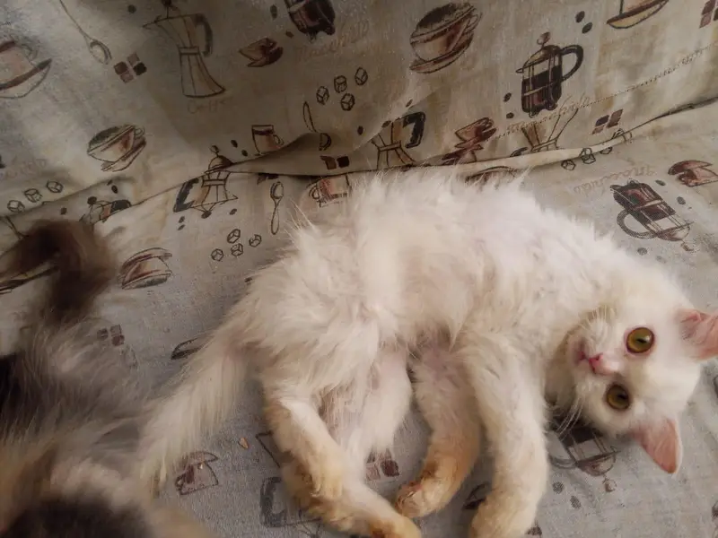 White Persian Kitten For Sale , Negotiable — photo 2