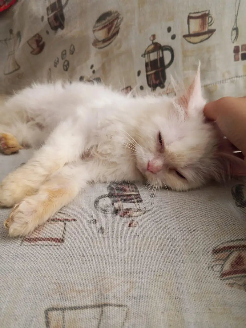 White Persian Kitten For Sale , Negotiable — photo 3