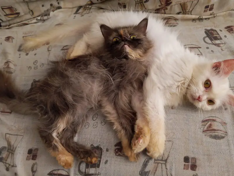 White Persian Kitten For Sale , Negotiable — photo 5