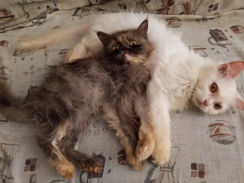 White Persian Kitten For Sale , Negotiable — photo 6