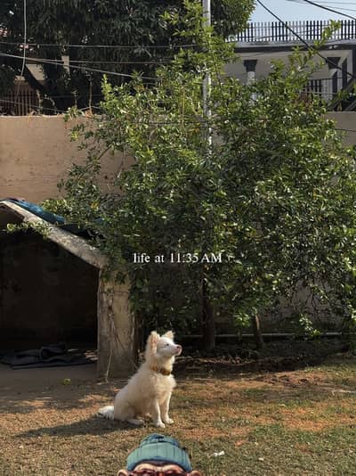 Russian Samoyed Dog