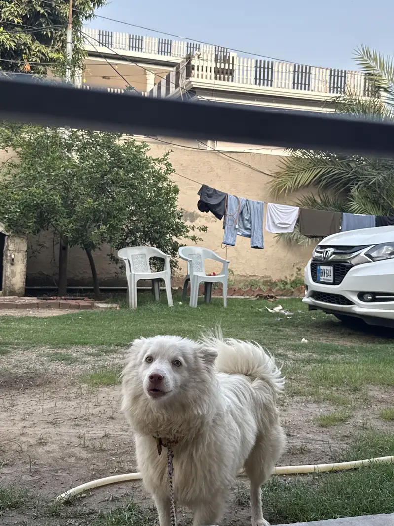 Russian Samoyed Dog — photo 2