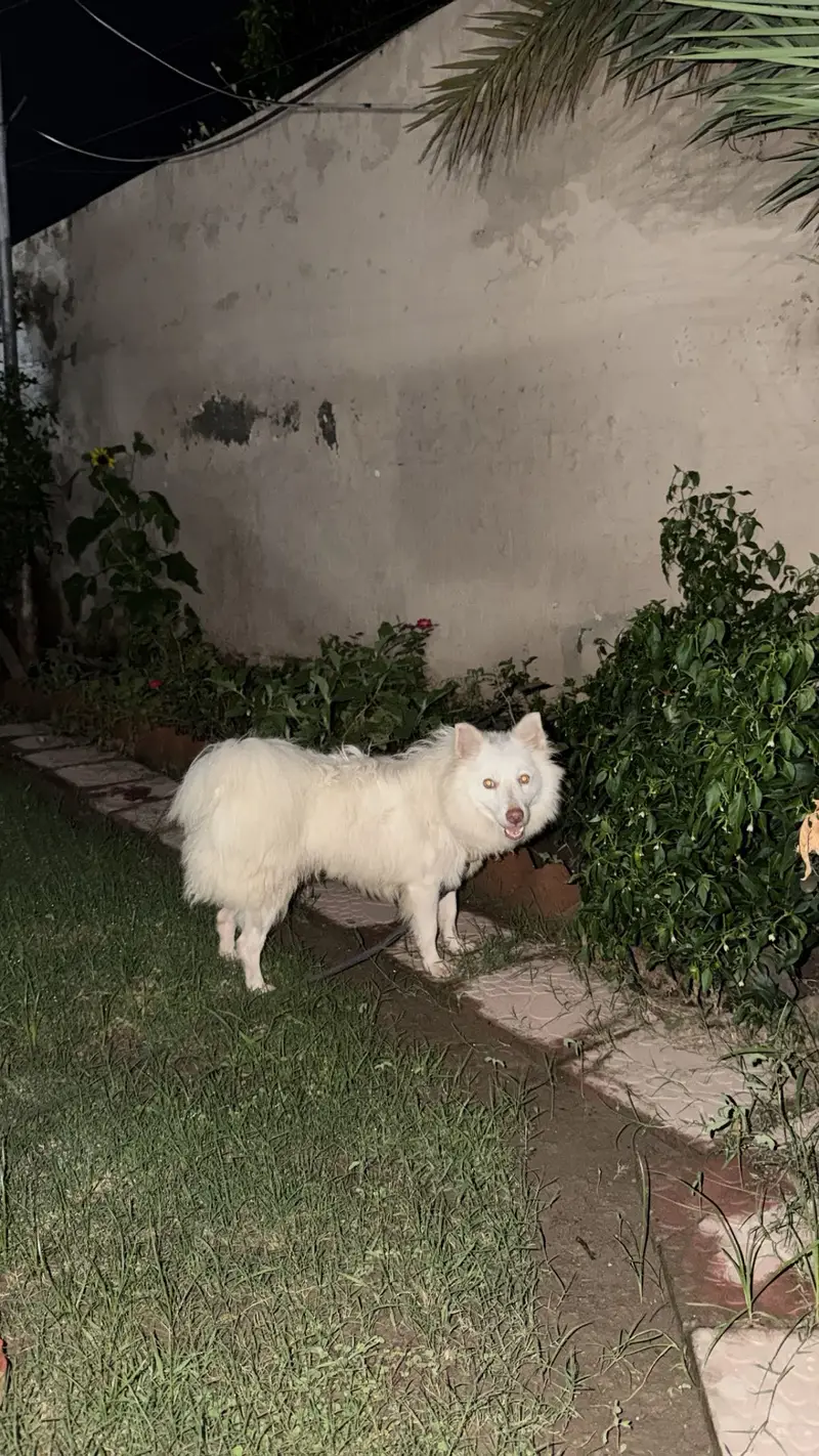 Russian Samoyed Dog — photo 3