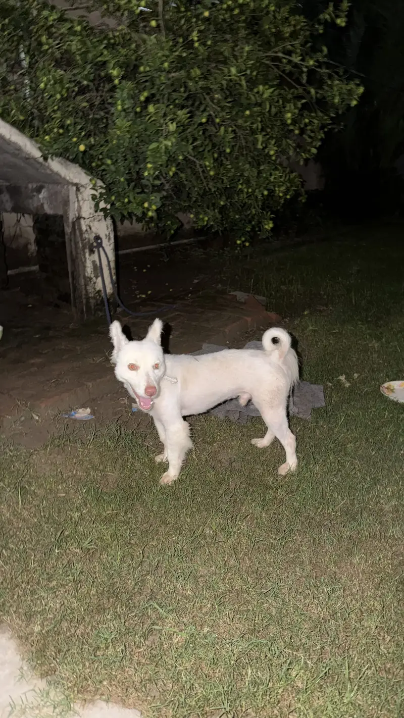 Russian Samoyed Dog — photo 4