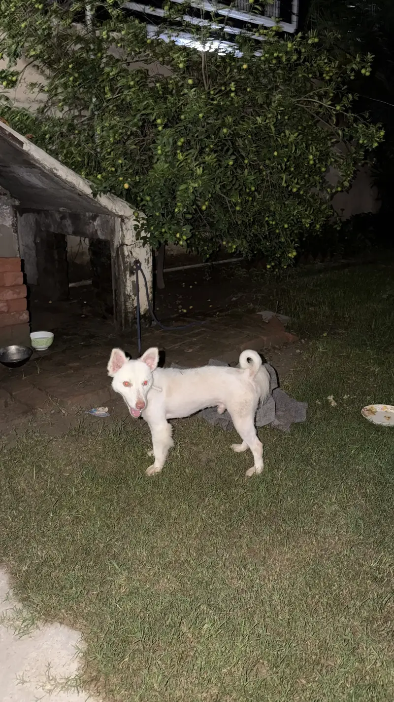 Russian Samoyed Dog — photo 5