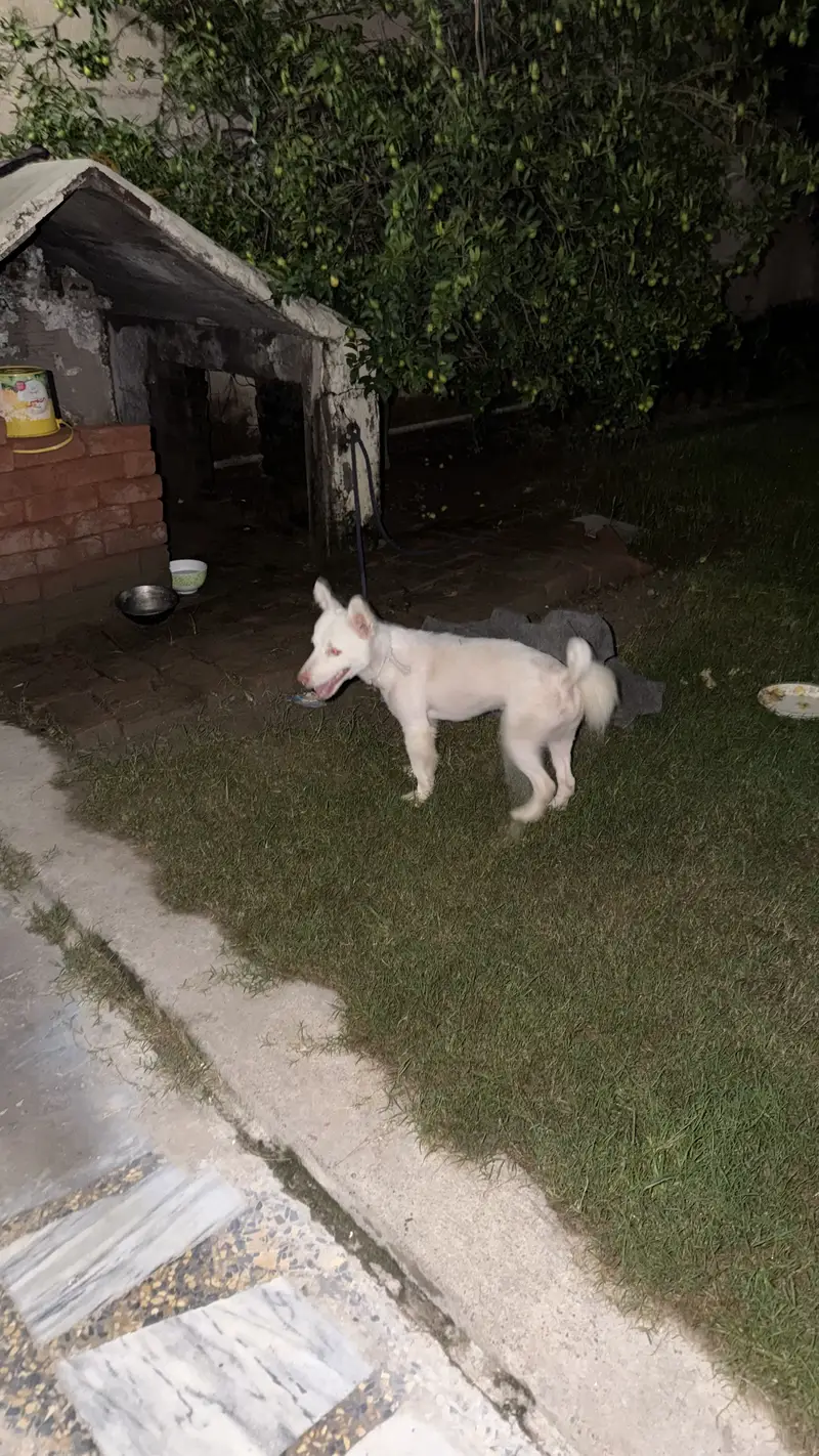 Russian Samoyed Dog — photo 6