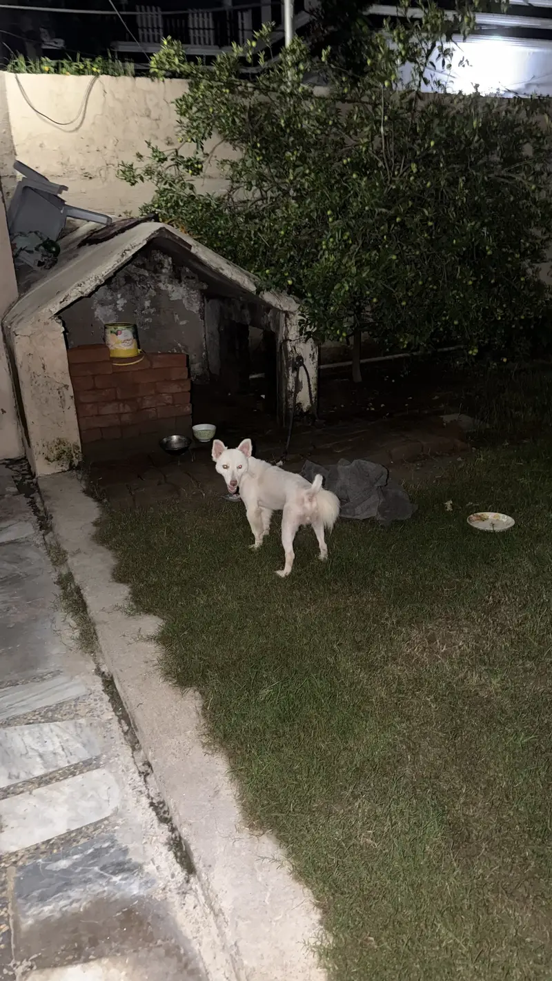 Russian Samoyed Dog — photo 7