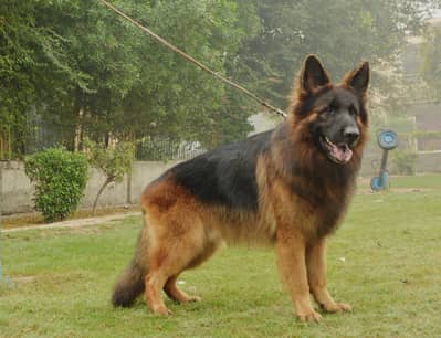 SUPREME QUALITY PEDIGREE ST&d