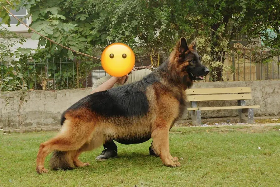 SUPREME QUALITY PEDIGREE ST&d — photo 2