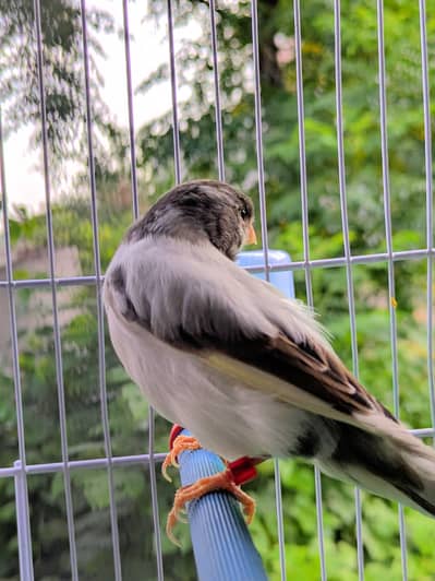 canary