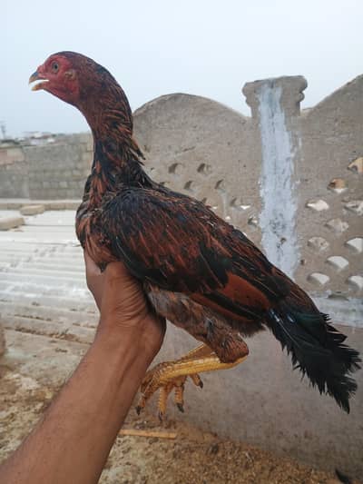 laka hen