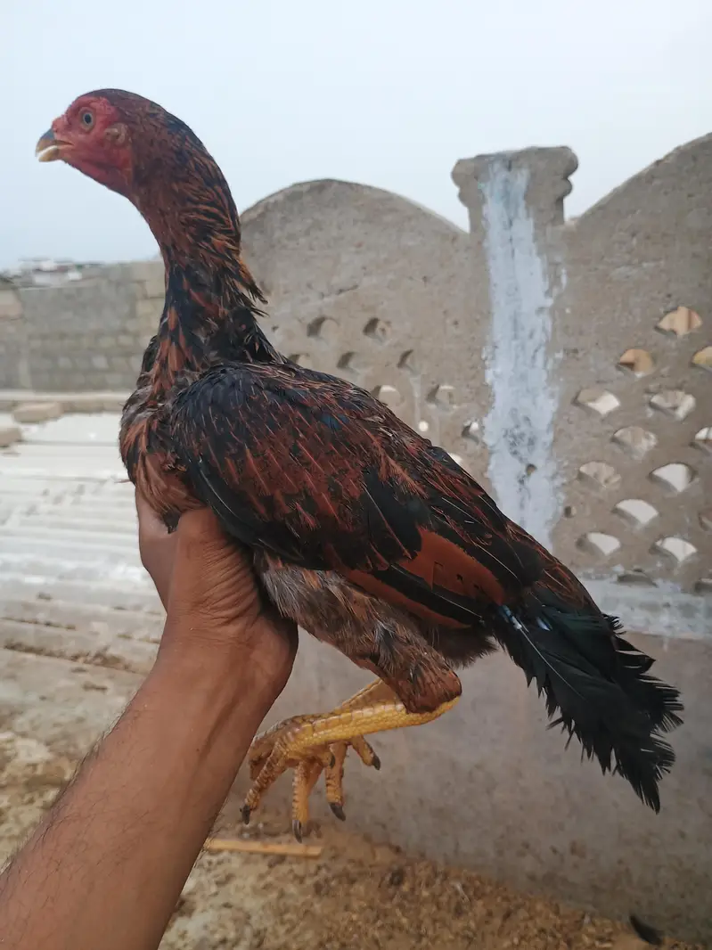 laka hen — photo 2