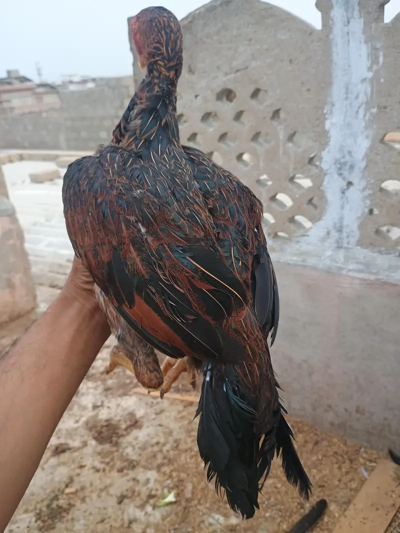 laka hen — photo 3