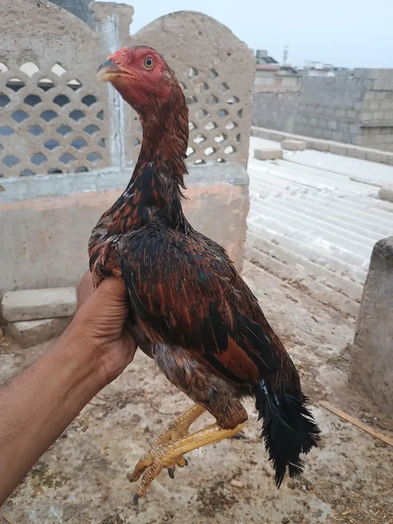 laka hen — photo 4
