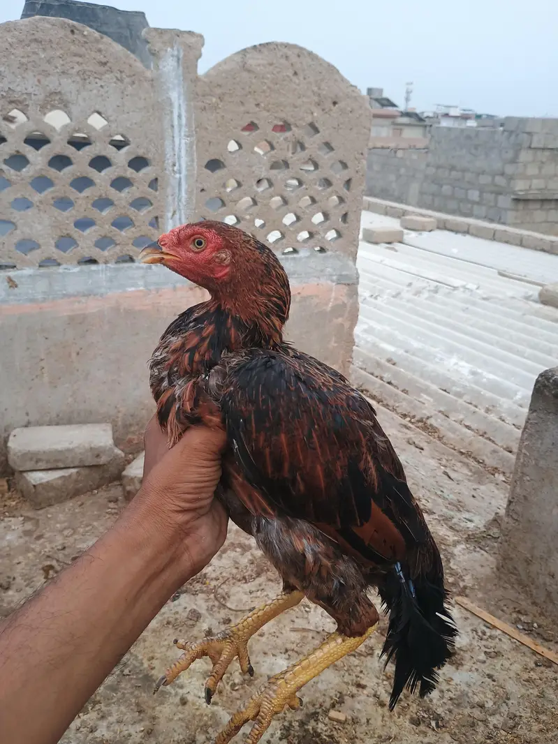 laka hen — photo 5