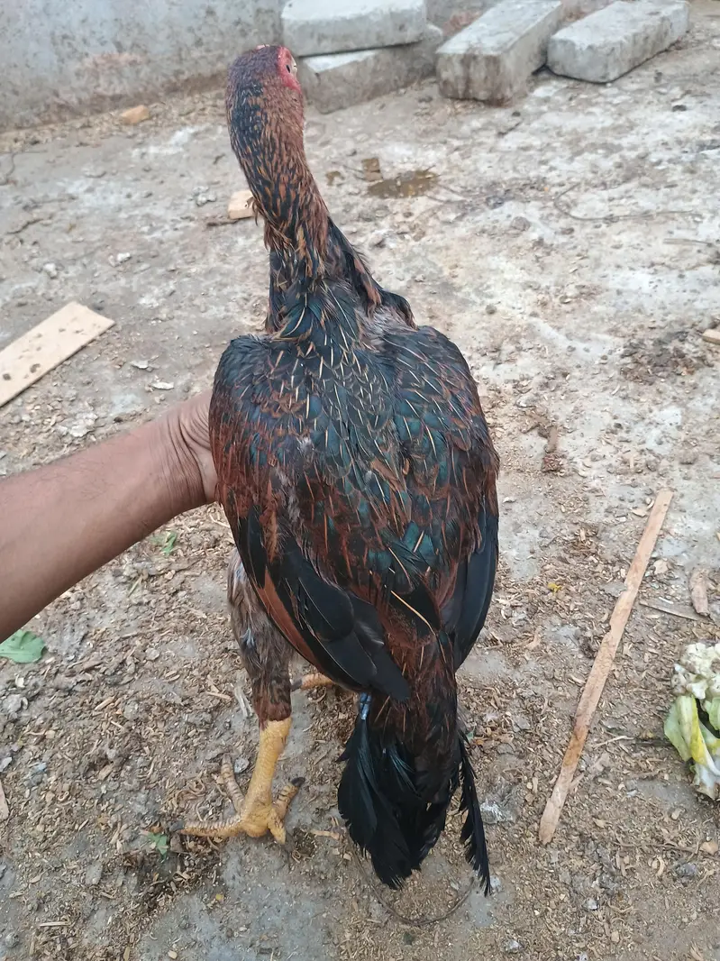 laka hen — photo 6