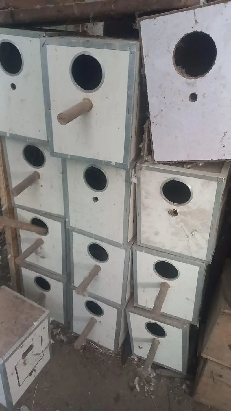 Playi Wood Breeding Boxes Java