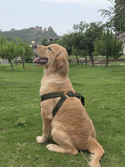 Golden retriver puppy for sale.