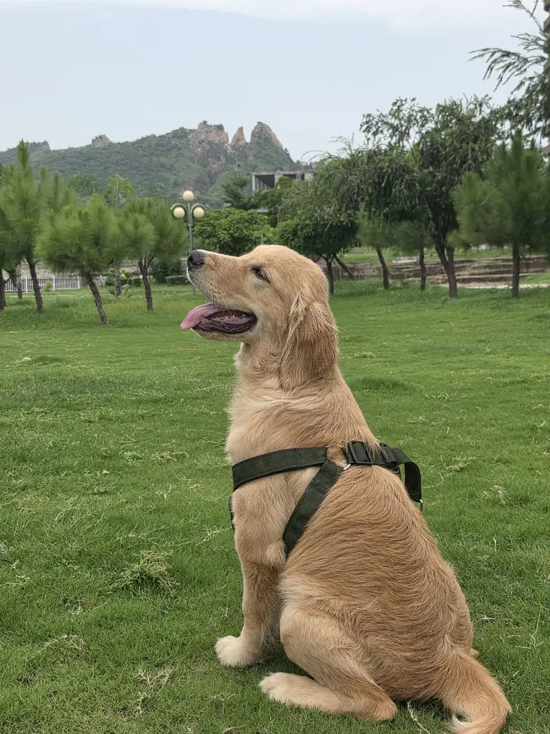 Golden retriver puppy for sale. — photo 2