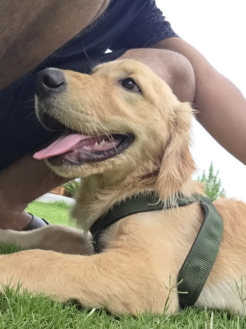 Golden retriver puppy for sale. — photo 3