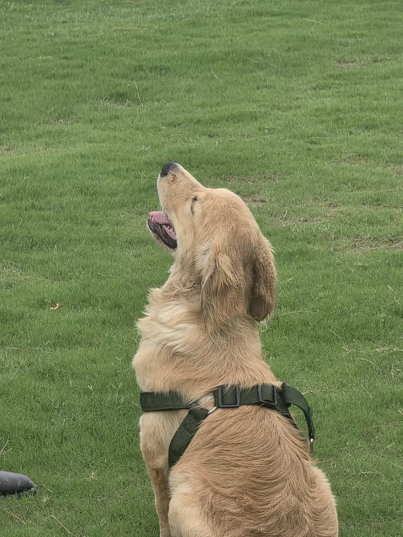 Golden retriver puppy for sale. — photo 4