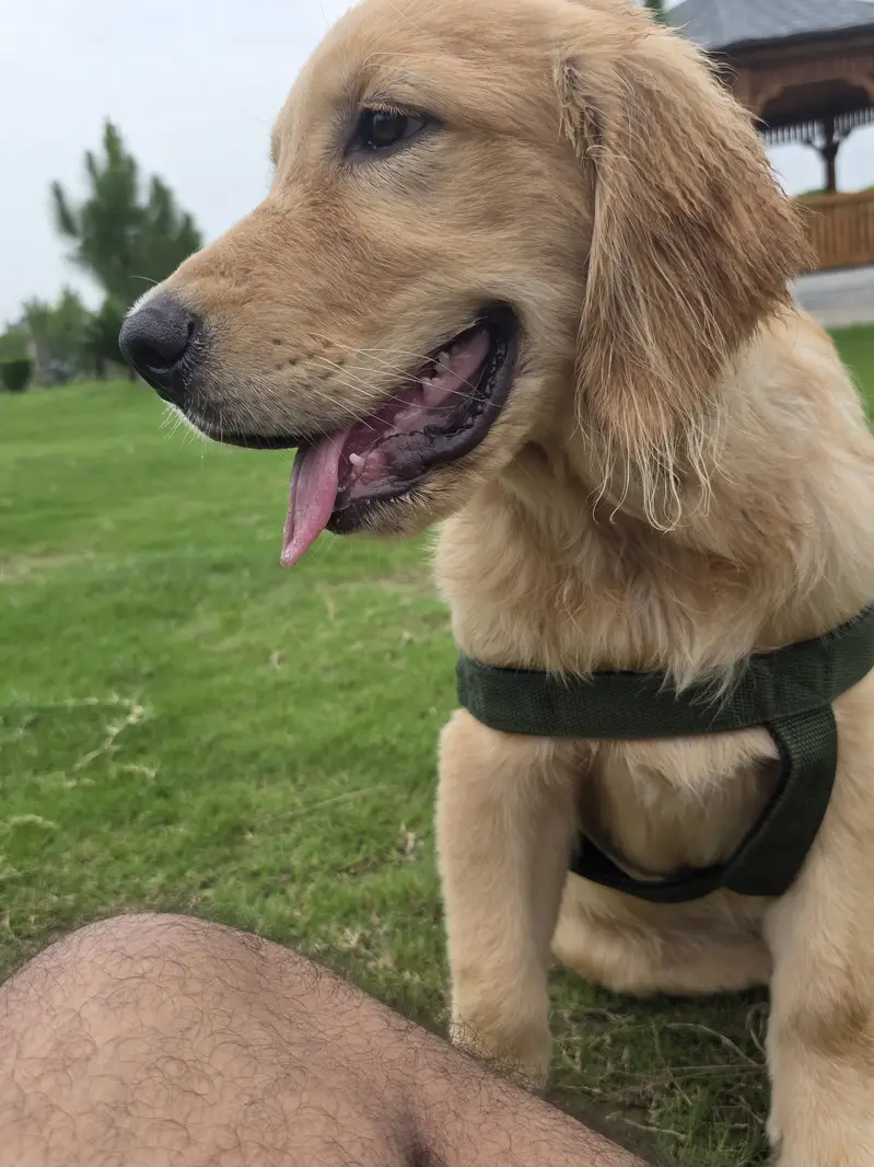 Golden retriver puppy for sale. — photo 5