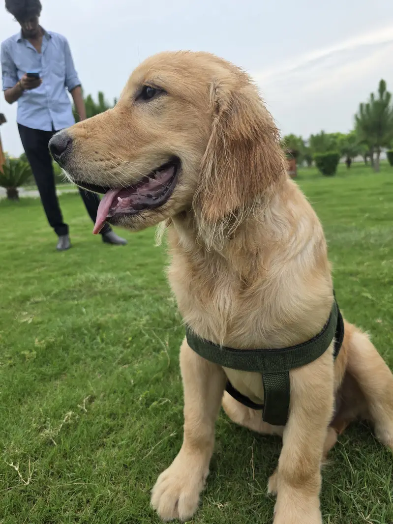 Golden retriver puppy for sale. — photo 6