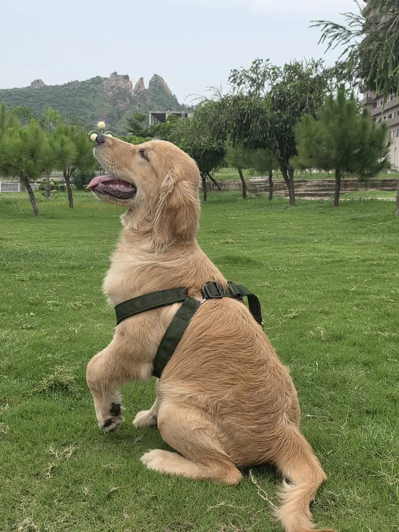 Golden retriver puppy for sale. — photo 7