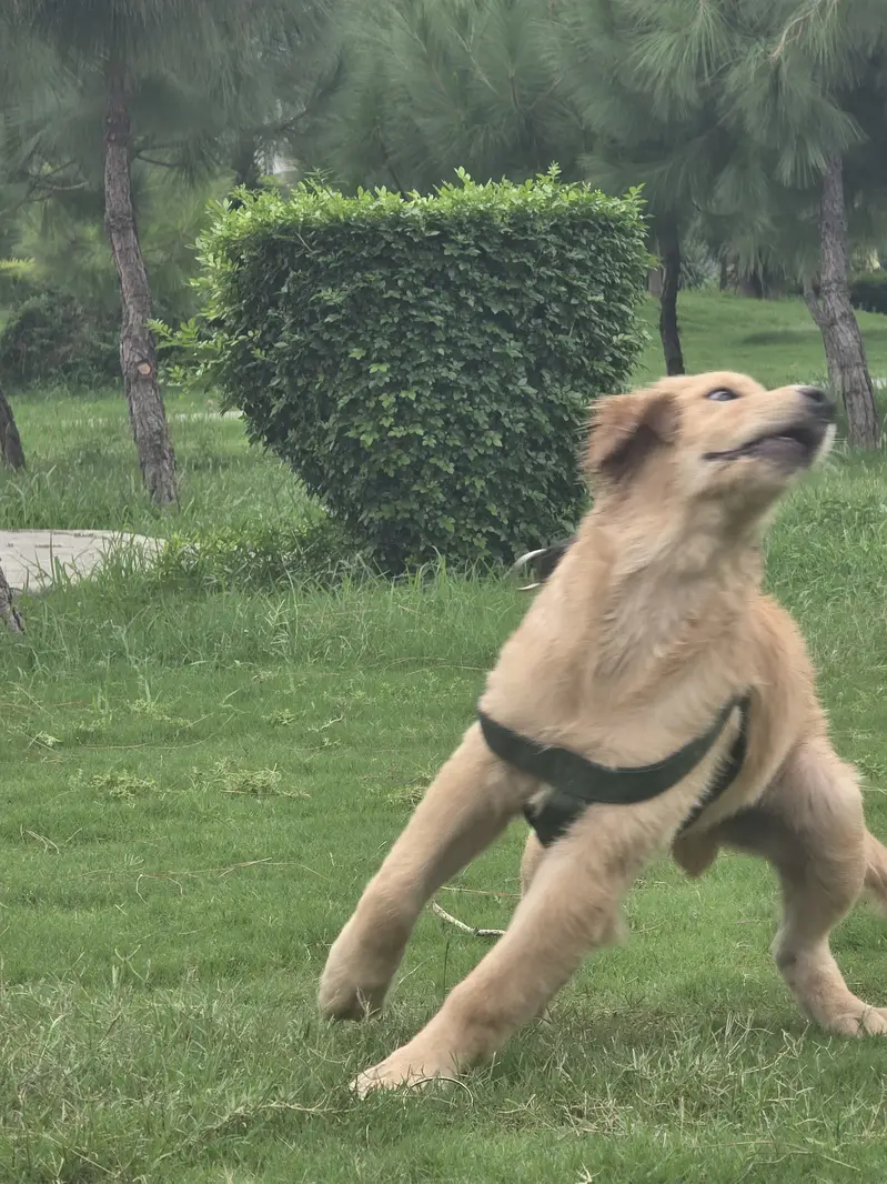 Golden retriver puppy for sale. — photo 8