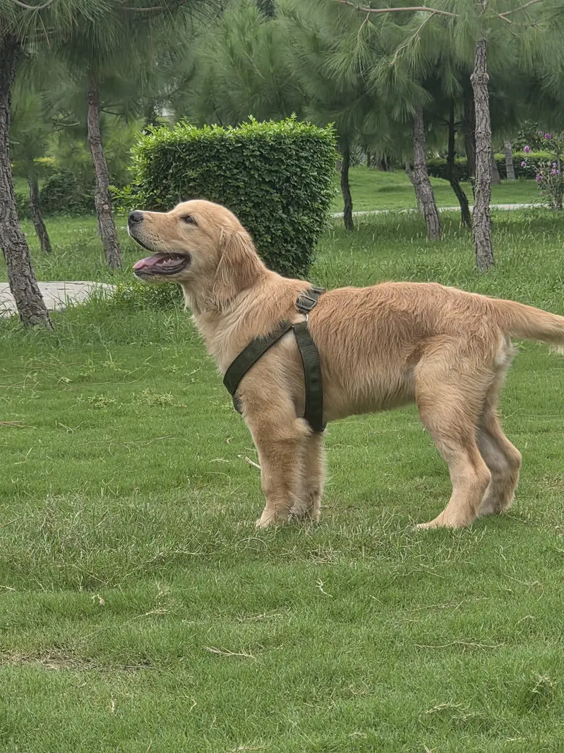 Golden retriver puppy for sale. — photo 9